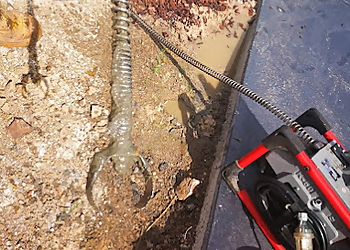 Team Penguin Plumbing