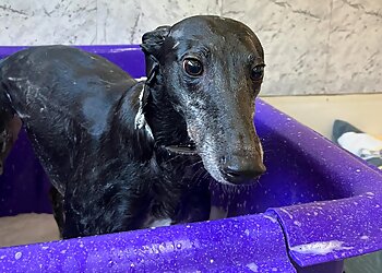 Ballarat Doggie Salon