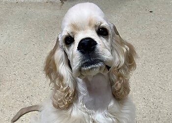 The Dog House Grooming Salon