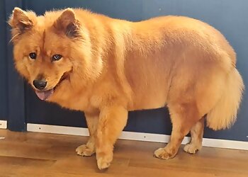 The Salty Dog Grooming and Daycare