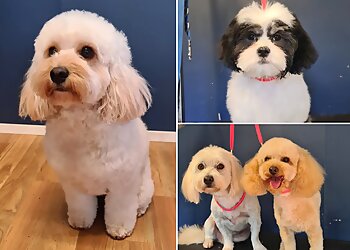 The Salty Dog Grooming and Daycare