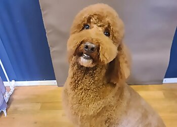 The Salty Dog Grooming and daycare