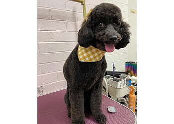 The fancy flea dog grooming studio