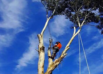 Tiny's Tree Services