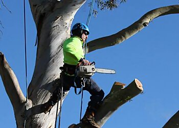 Wollongong Tree Services Tip Top Tree Services Pty Ltd image 1