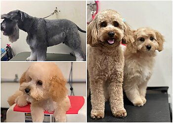 3 Best Dog Grooming in Toowoomba - Expert Recommendations