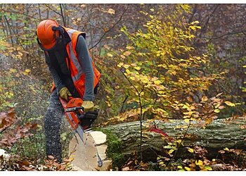 Townsville Stump Tree Surgeons