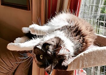 Tracy's Pet Services