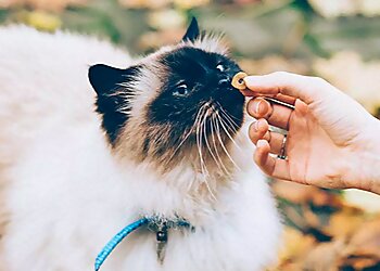 Tracy's Pet Services