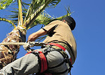 Tree Lopping Gold Coast