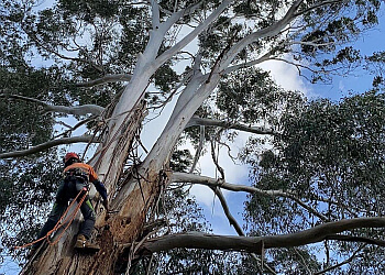 Tree Mason Gippsland