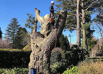 Tribe Tree Services