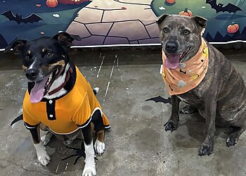 Tweed Dog Grooming & Day Care