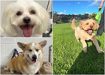 Tweed Dog Grooming & Day Care