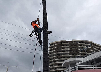 Tweed Valley Tree Services