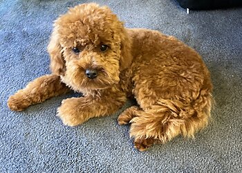 WA Dog Grooming & Clipping Academy