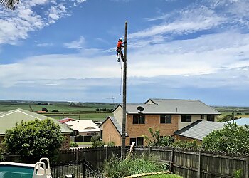 Bundaberg Tree Services Wide Bay Tree Service image 1