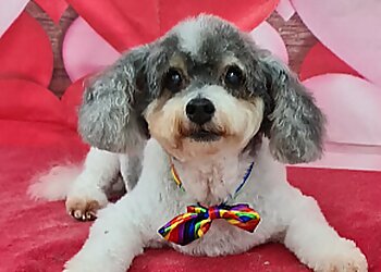 Willow & Grace-Grooming Salon