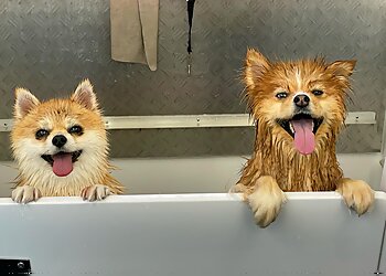 Yellow Submarine Dog Wash