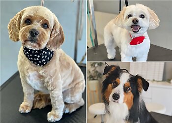 Yellow Submarine Dog Wash