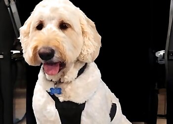 Paw4paws Dog Grooming