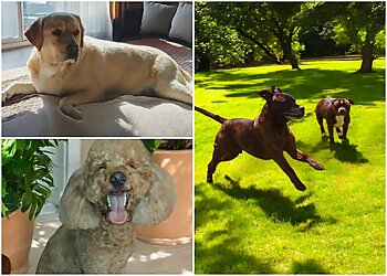 Paw4paws Dog Grooming